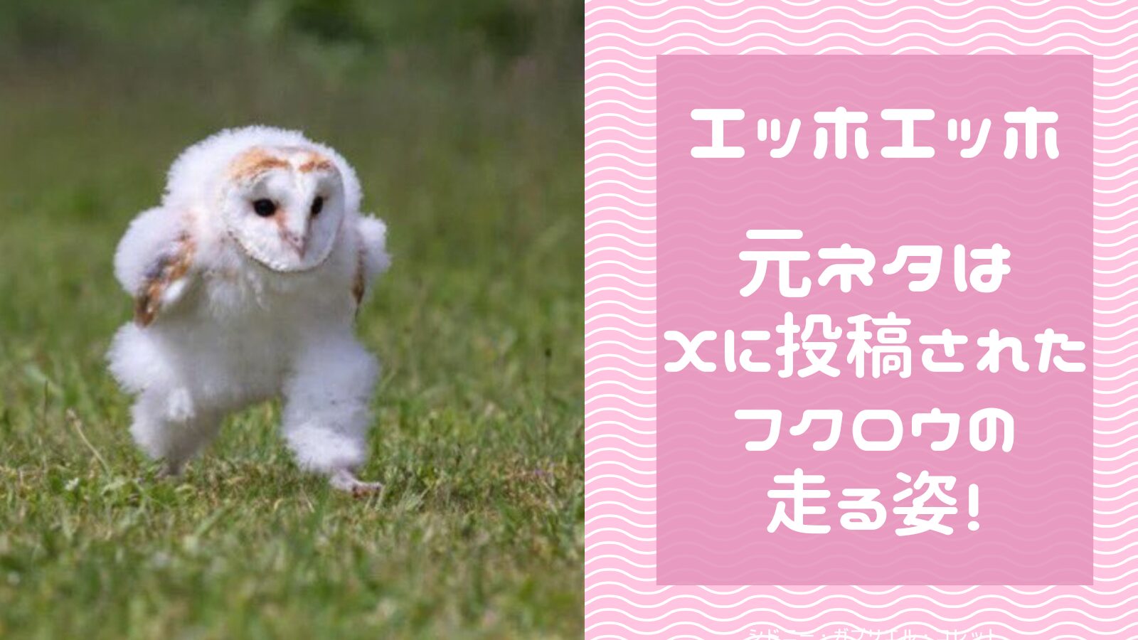 エッホエッホの元ネタはXに投稿されたメンフクロウの走る姿！ – 気になるreport